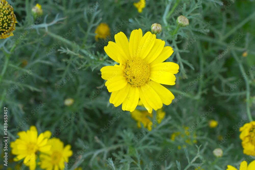 Fototapeta premium Bright Yellow Crown Daisy, Close-up of a Bright yellow crown daisy flower, blooming in nature, Close-up shot of beautiful yellow Crown Daisy flower (Chrysanthemum coronarium), Crown Daisy,