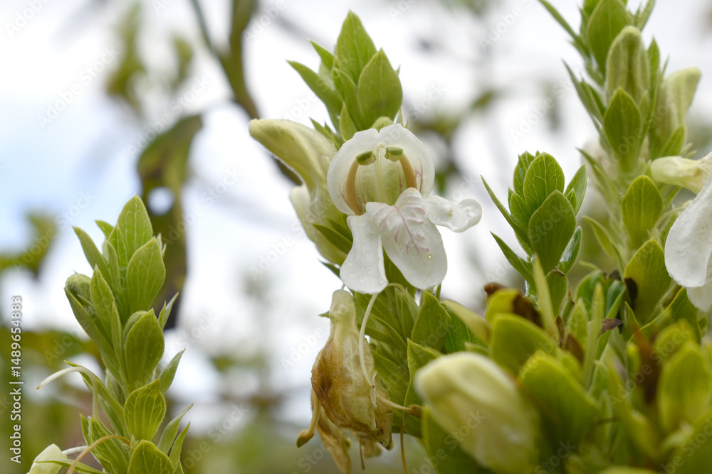 Obraz premium A green Plant of Justicia adhatoda vasica or malabar nut plant in selective focus and background blur, the white Justicia adhatoda blossom in spring, Chakwal, Punjab, Pakistan