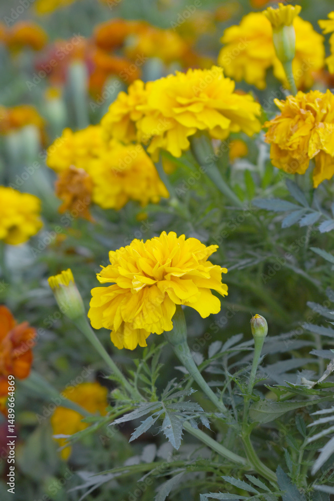 Yellow french marigold flower blossom in garden, Yellow french Mari Gold flowers for decorate garden, Close up of beautiful small marigold flower in garden. Marigold flowers bloom in nature Yellow french marigold flower blossom in garden, Yellow french Mari Gold flowers for decorate garden, Close up of beautiful small marigold flower in garden. Marigold flowers bloom in nature