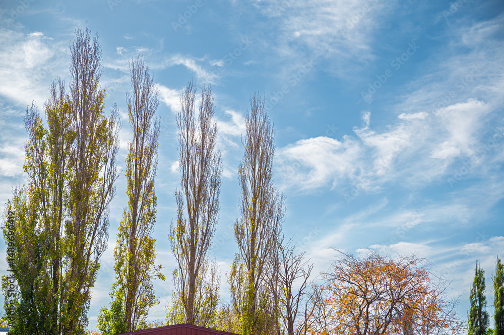 Obraz premium Low angle view of autumn trees against blue sky background, Terang, Victoria, Australia