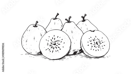 guava line art minimal botanical sketch