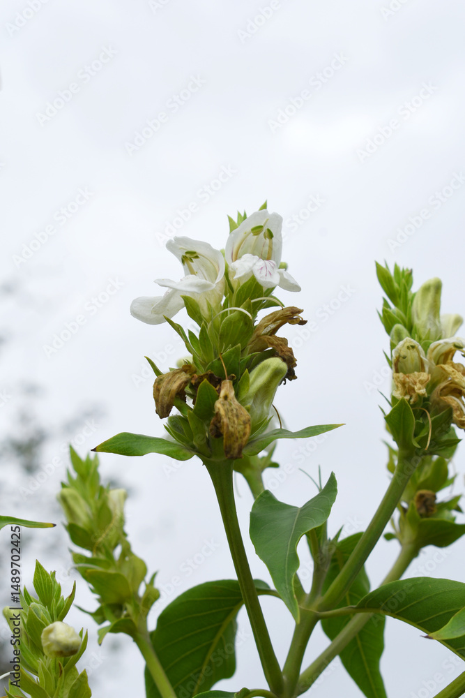 Obraz premium A green Plant of Justicia adhatoda vasica or malabar nut plant in selective focus and background blur, the white Justicia adhatoda blossom in spring, Chakwal, Punjab, Pakistan