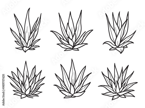 Aloe Vera line art vector illustration