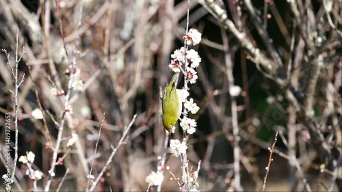 宮崎県宮崎市の市民の森で撮影した梅