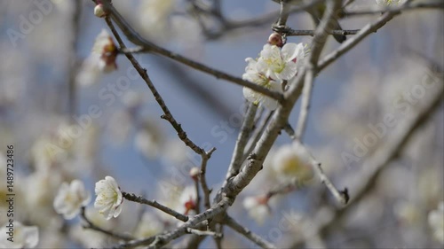 宮崎県小林市の緑ヶ丘公園で撮影したメジロ