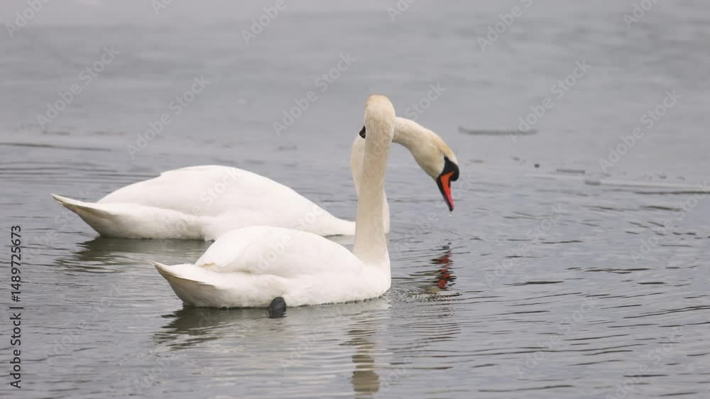 Two graceful swans glide through the cold waters of a partially frozen lake. One swan gently preens its feathers while the other looks ahead. The serene winter scene reflects in the rippling water. Two graceful swans glide through the cold waters of a partially frozen lake. One swan gently preens its feathers while the other looks ahead. The serene winter scene reflects in the rippling water.