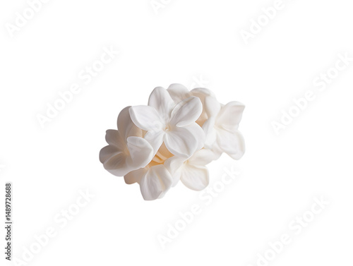White Jasminum Sambac Flower Cluster on Transparent Background Close up Detailed