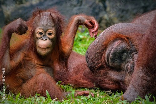 Portrait of mother and baby Bornean orangutan