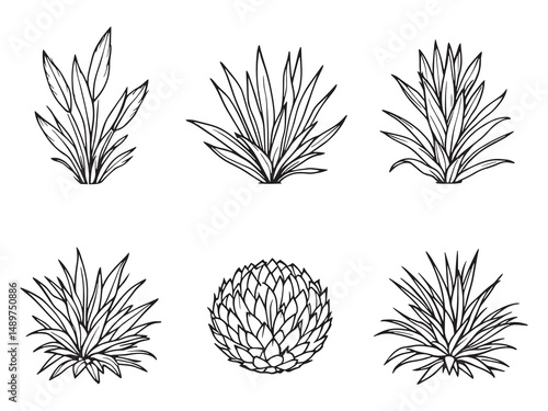 Haworthia line art vector illustration