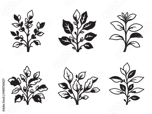Jade Plant line art vector illustration