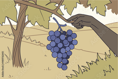 63 blue grapes, cluster of grapes, mature grapes, ripe grapes, hand holding grapes, grape vine, vineyard, outdoor scene, natural lighting, close-up