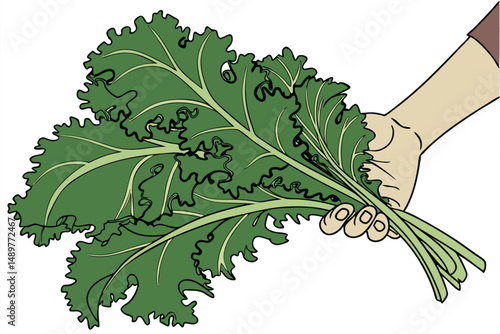 68 a hand holding fresh, vibrant kale leaves, lush green foliage, textured leaves, detailed natural imagery, high definition, cinematic lighting, close-up view, food photography, studio lighting, mini