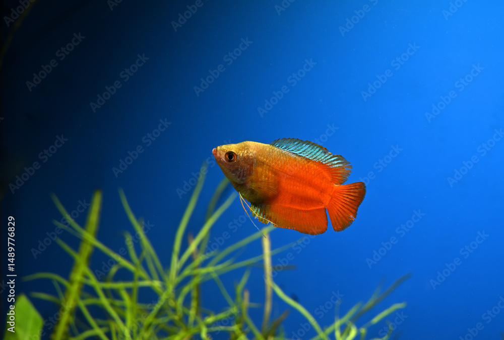 Obraz premium Aquarium fish lalius (Colisa lalia) of macropod family in freshwater tropical aquarium.