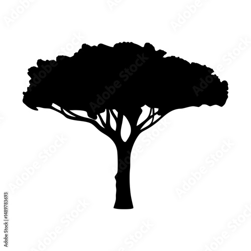 Stone pine tree mature silhouette vector illustration