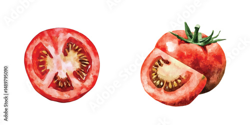 Watercolor tomato illustration with slice isolated on transparent background vector