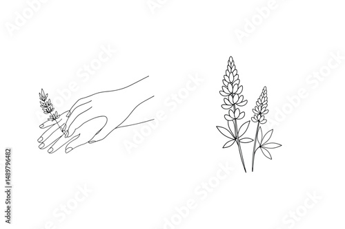 Elegant hand touching lupine flower with delicate black line art on white background
