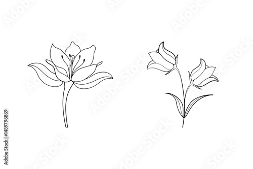 Elegant black and white floral line drawings of a lily and bellflower on white background