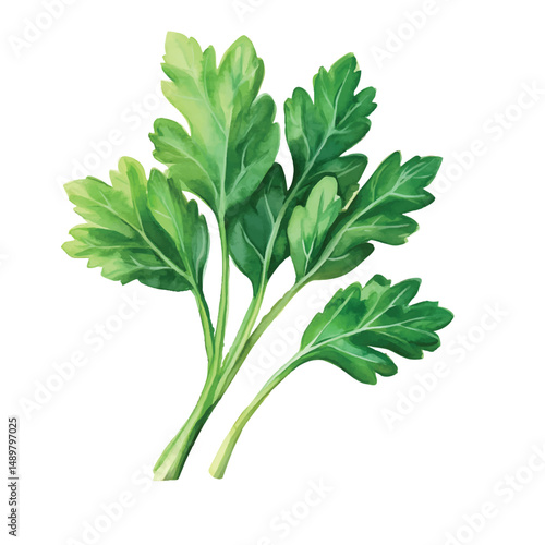 Watercolor parsley sprig illustration,culinary herb isolated on transparent bckground vector