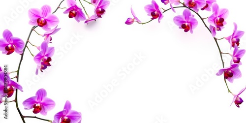 Delicate purple orchids form a lush, vibrant border against a pure white background Soft focus highlights the blossoms, flora, beautiful