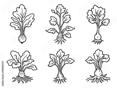 Taro line art vector illustration