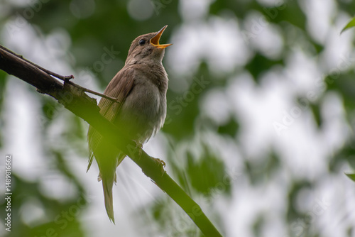 Canvas Print Thrush Nightingale singin a song in the spring forest