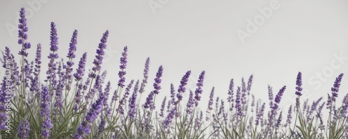 Lavender blossoms, white background  Elegant floral banner , rustic, stock, background