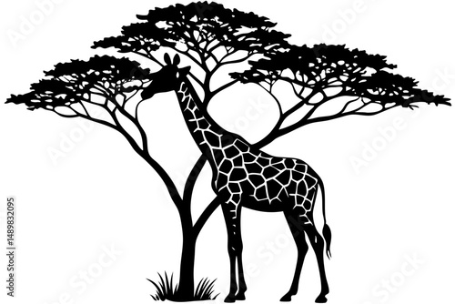 Black silhouette giraffe grazing with long neck and transparent design, giraffe, silhouette, animal, wildlife, nature, africa, mammal, long neck, grazing, nibbling, vector, illustration, graphic, desi