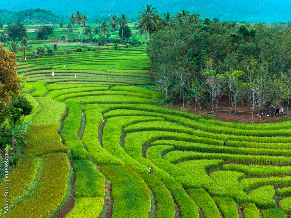 beautiful morning view indonesia panorama landscape paddy fields with beauty color and sky natural light beautiful morning view indonesia panorama landscape paddy fields with beauty color and sky natural light