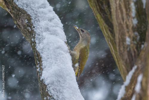 Green woodpecker clinging to snowy tree during winter storm, Poland.