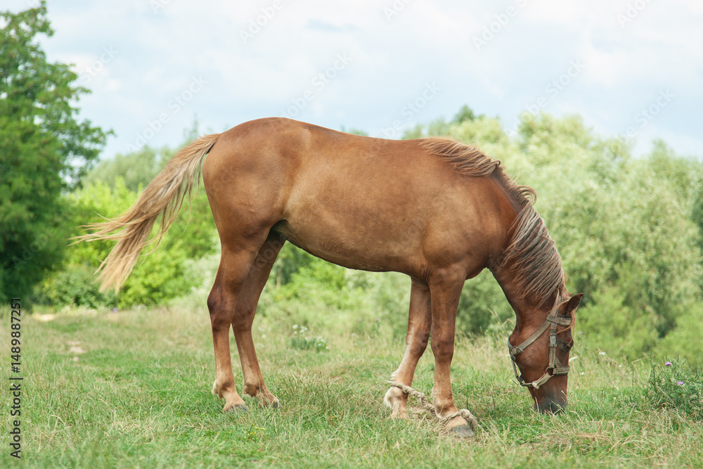 A horse grazes in a sunny meadow A horse grazes in a sunny meadow