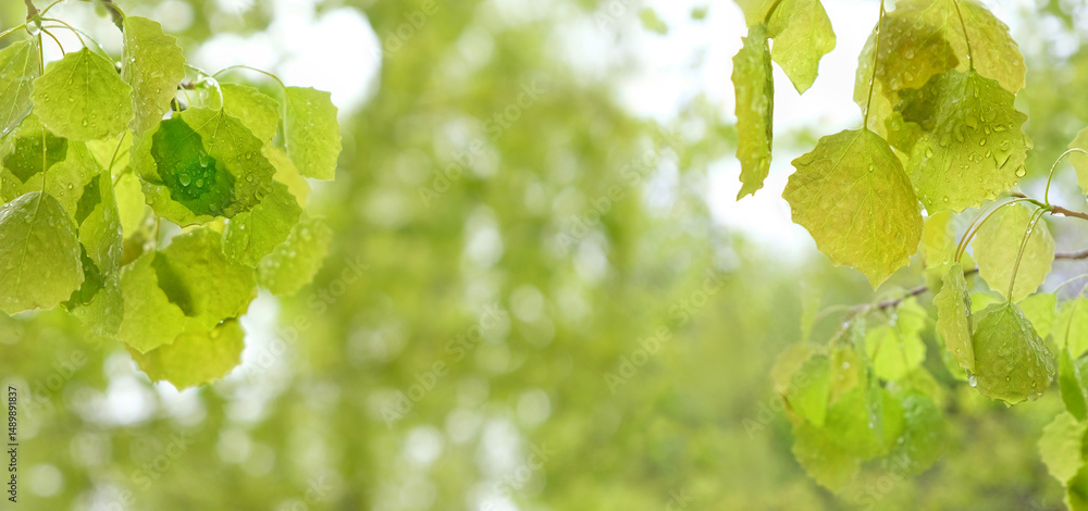Fototapeta premium landscape with green foliage on branches aspen tree, rainy day weather. beautiful freshness nature background. young gentle leaves with rainy drops close up.