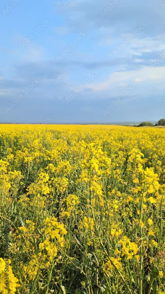 Rapeseed fields bloom yellow in early spring, creating a beautiful landscape. Rapeseed fields bloom yellow in early spring, creating a beautiful landscape.