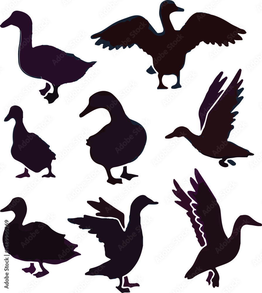 Obraz premium Duck vector imege,Nice duck, Black and white duck