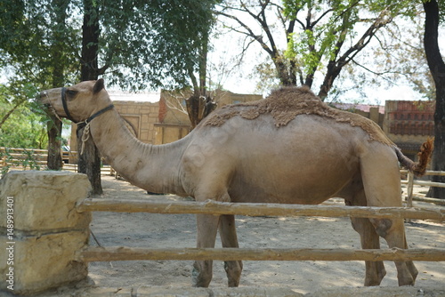 Camel in the zoo park