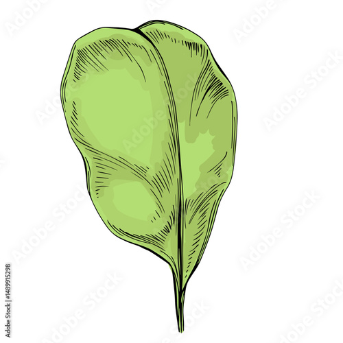 Carob fruit isolated on white background. Natural superfood concept. Alternative healthy product. Vector illustration