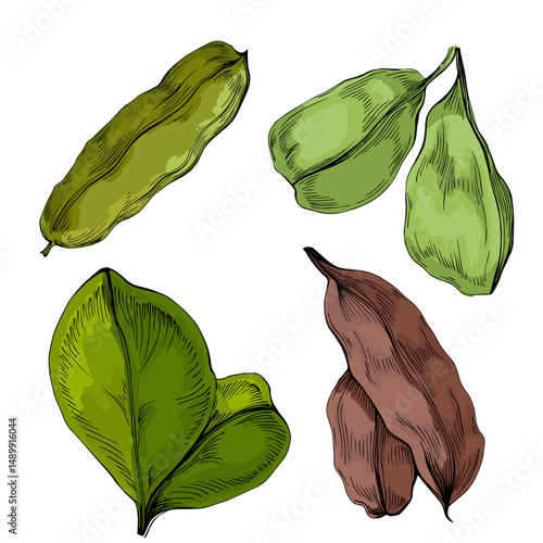 Carob fruit isolated on white background. Natural superfood concept. Alternative healthy product. Vector illustration