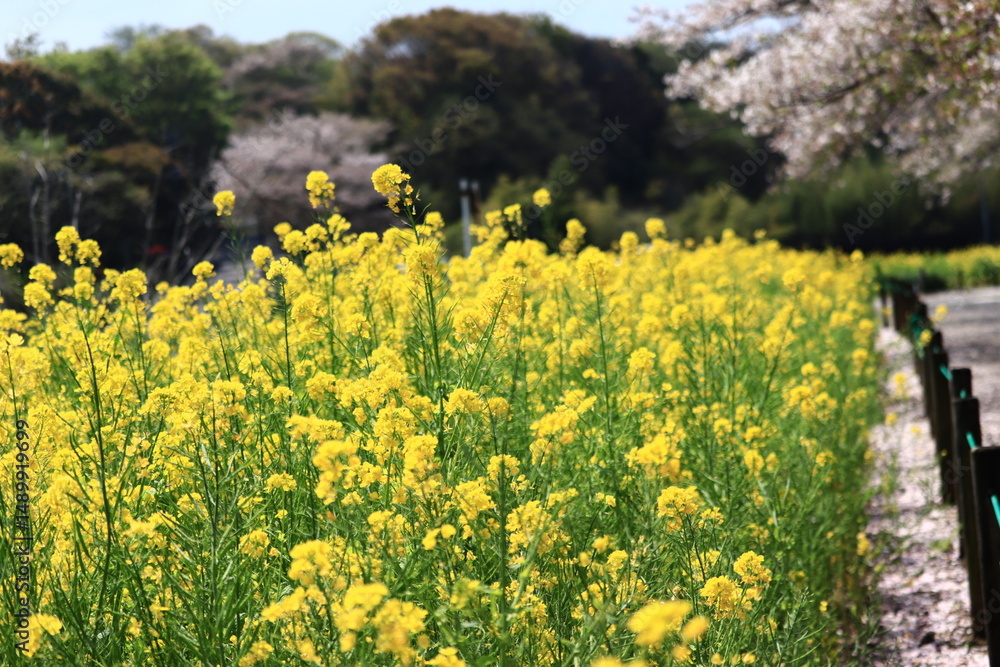 Obraz premium rape＆Cherry blossom field
