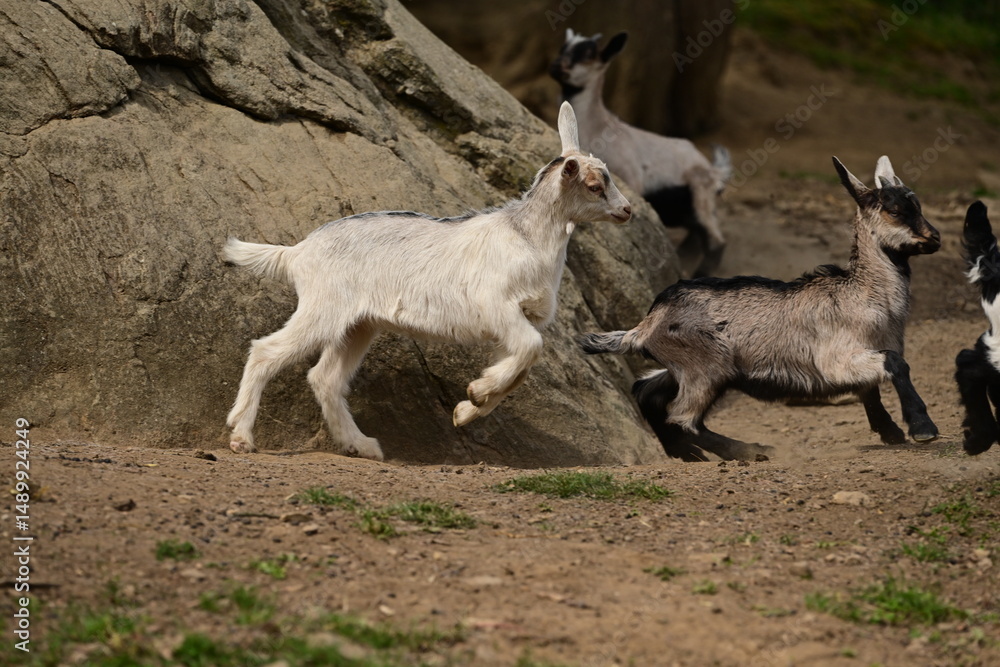 Fototapeta premium Ziegenparadies. Verschiedene Ziegen klettern fröhlich an einem Felsen