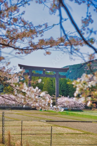 熊野本宮大社 大鳥居 桜