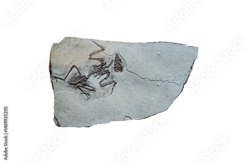Liaoningornis fossil on a stone slab isolated on white background.    