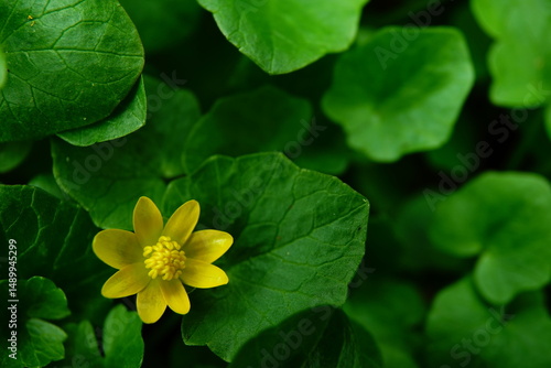 Photos Lonely yellow flower amongst green leaves