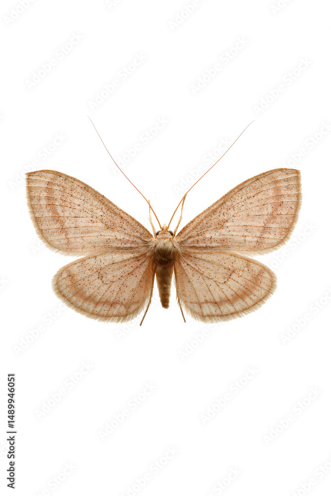 Naklejka premium Pale Brown Moth with Delicate Wing Veins A Detailed Close-Up