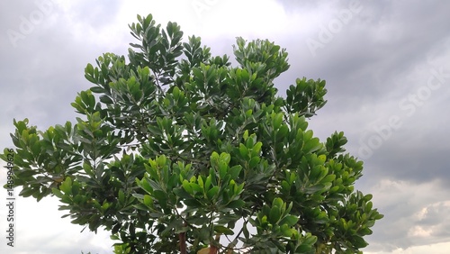 sea ​​​​buntun putat tree Barringtonia asiatica sky nature cool dark clouds countryside, horizon, hill, scene, field photo