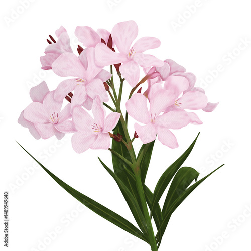 Water color Nerium oleander, oleander, Rose bay, Hand drawn floral illustration on transparent background	
