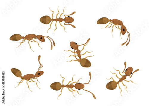Set of brown ants walking in different directions