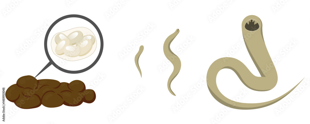 Fototapeta premium Hookworm eggs in feces developing into larva and adult worm