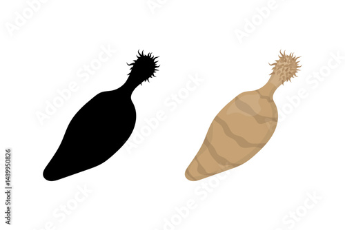 Thorny headed worm, spiny headed worm or acanthocephalan, color and silhouette illustrations