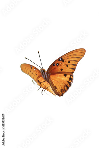 Stunning Orange Butterfly in Flight A Close-Up View of Nature's Beauty