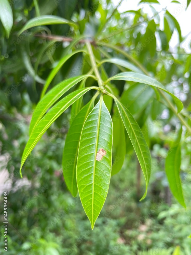 Fototapeta premium Fresh, bright green mango leaves showcasing new growth on a branch, with a soft, natural background.