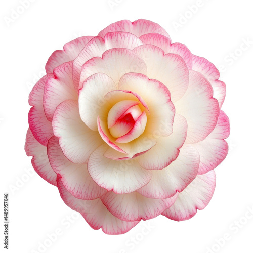 Pink and White Camellia Flower Isolated on White Background